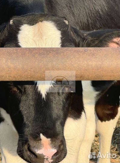 Телята мясных пород