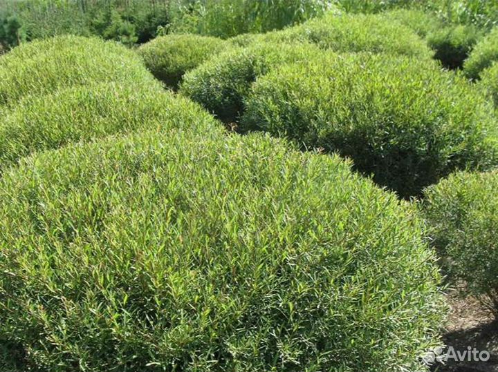 Ивы Хакуро Нишике, ива Нана, ива Высокая шар