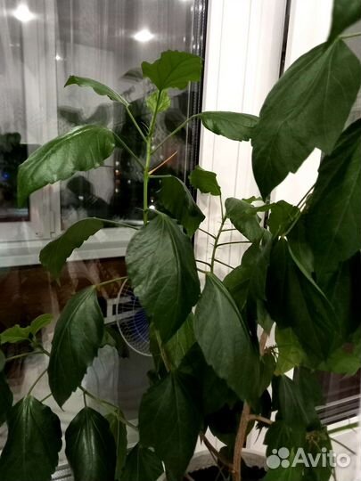 Черенки цветов: колеус, герань и другие