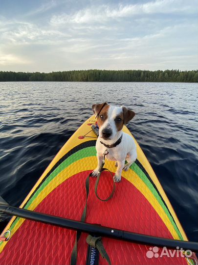 Сапборд аренда (sup - board )