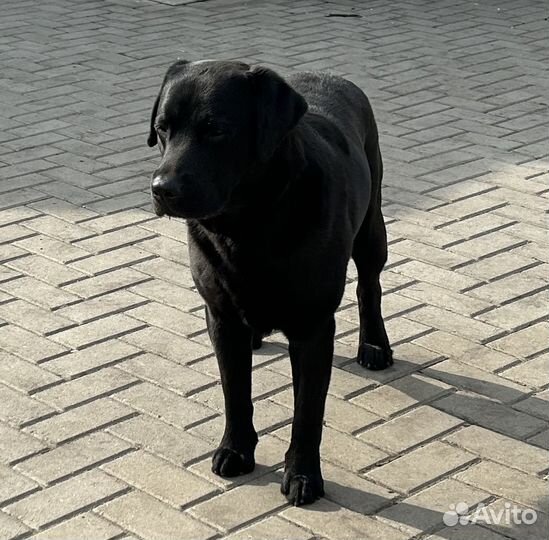 Кобель лабрадора вязка