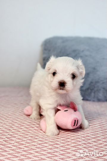 Щенки мальтезе РКФ