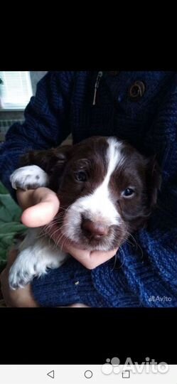 Русский охотничий спаниель щенки