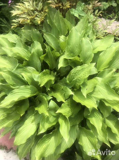 Хоста - разные виды