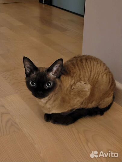 Кошка породы девон рэкс