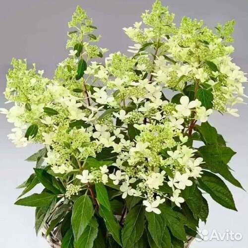 Гортензия метельчатая серия Pan