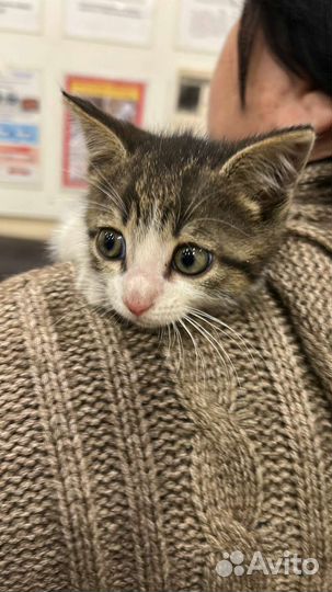 Котенок 4 месяца