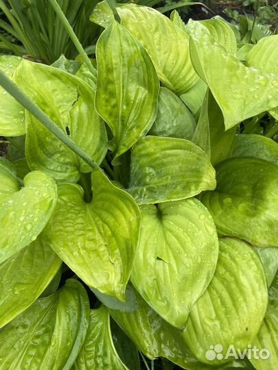 Хоста Гуакомоле