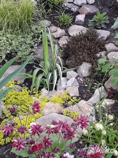 Многолетники для сада, альпинария