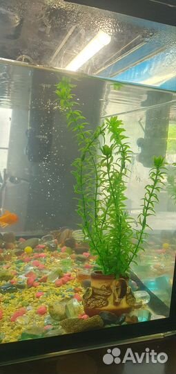 Аквариум с рыбками