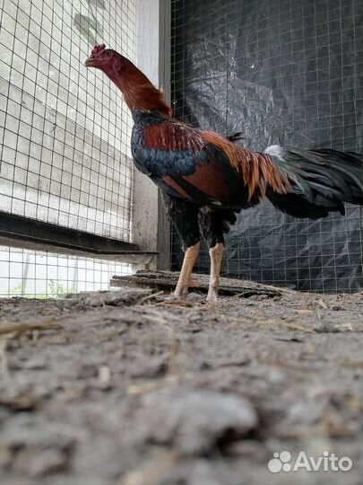 Бойцовые петухи о шамо