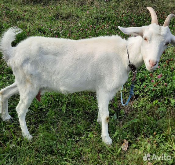 Коза дойная молочная