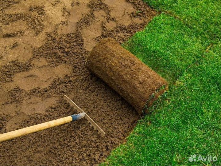 Рулонный газон, укладка, продажа