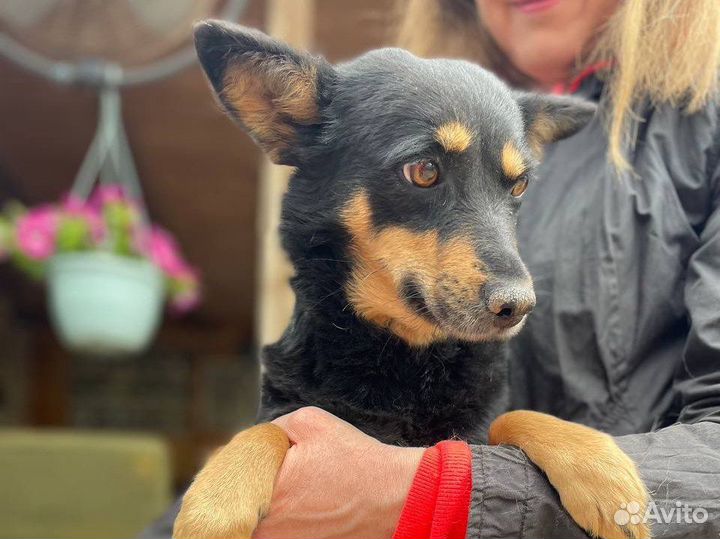 Отдаю собачку Клепу в добрые руки