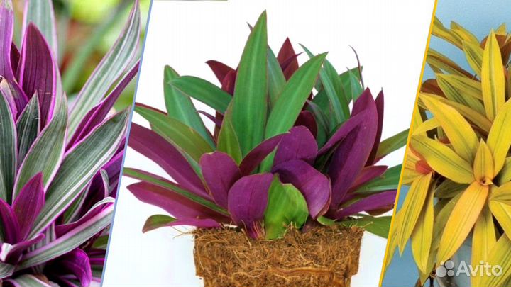 Традесканция Рэо,Зебрина, Коллизия