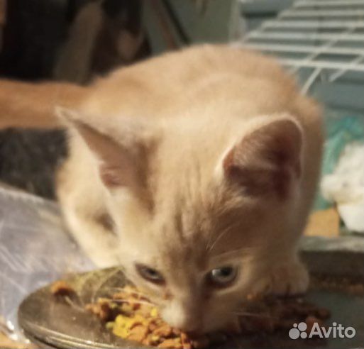 Котик мальчик персиковый