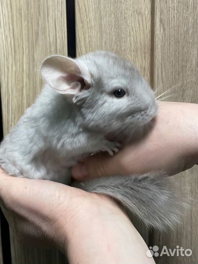 Шиншилла