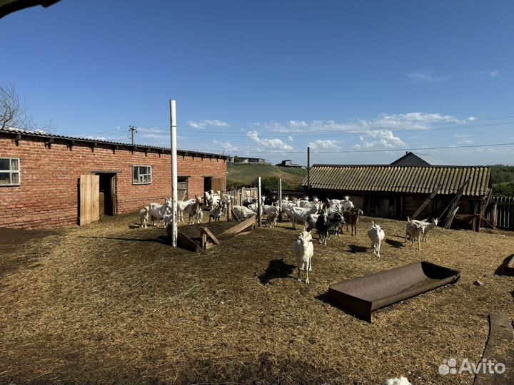 Продам стадо Коз