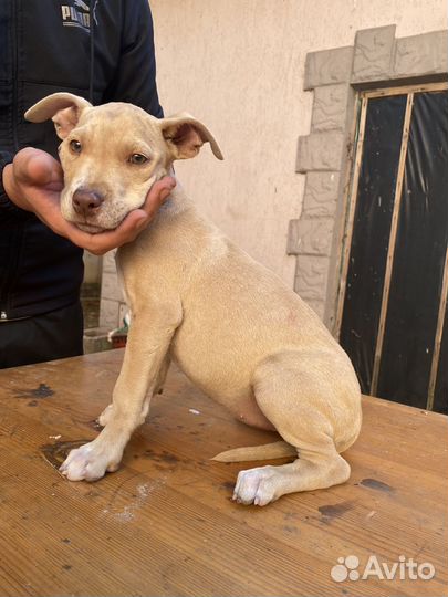 Щенки питбуля