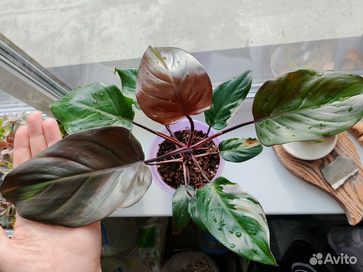 Филодендрон Ред Андерсон