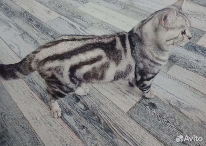 Вязка британский кот