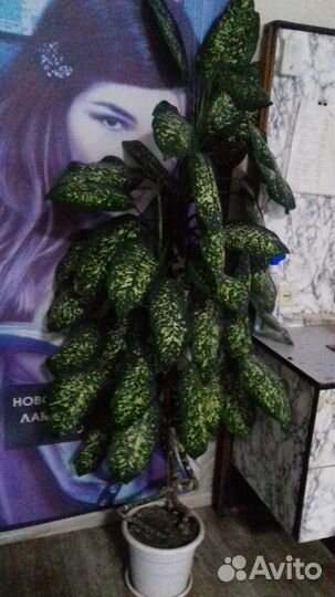 Диффенбахия