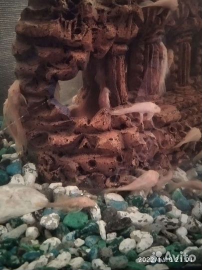 Сомики анцитрусы