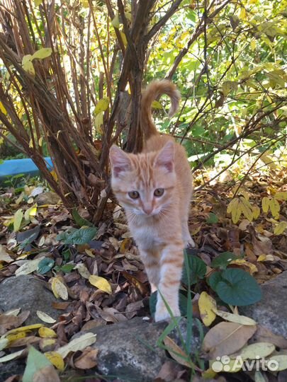 Рыжий котенок в добрые руки