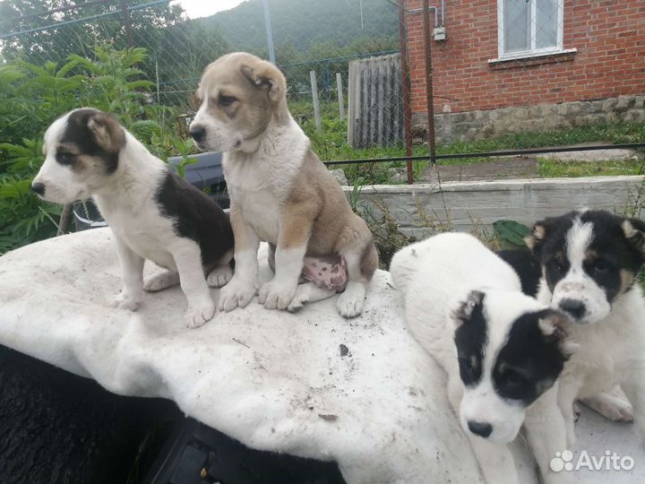 Среднеазиатская овчарка алабай щенки двухмесячные