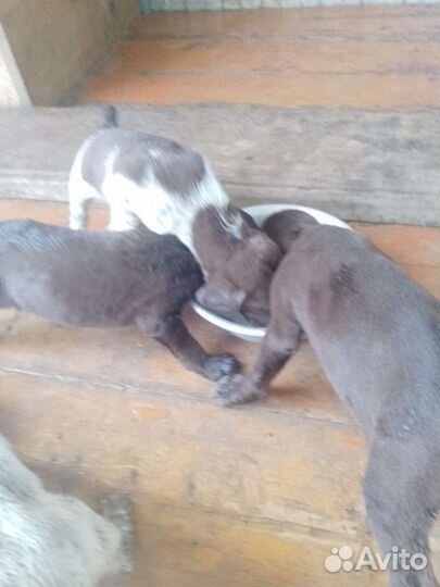 Щенки курцхаара