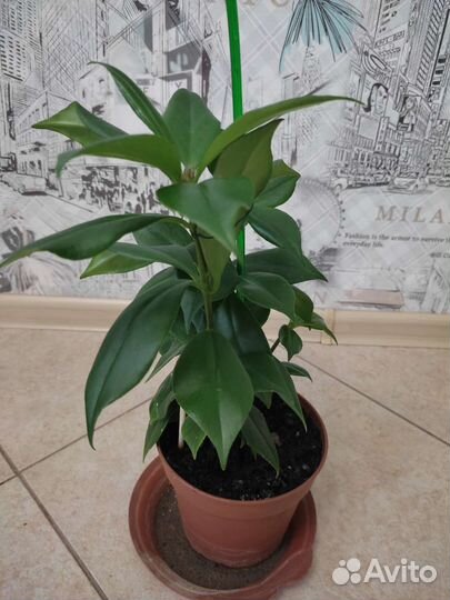 Эсхинантус жар птица