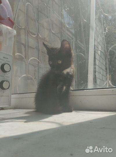 Отдам котенка