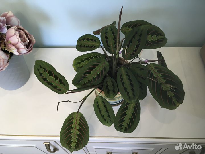 Маранта триколор