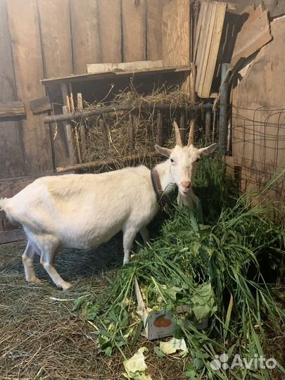 Коза и козочки