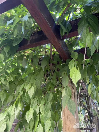 Саженцы кампсиса оранжевого