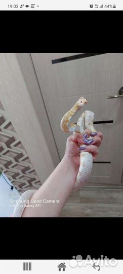 Маисовый полоз