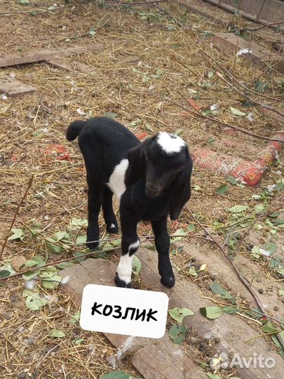 Нубийские козлята