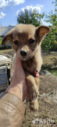 Девочки припевочки