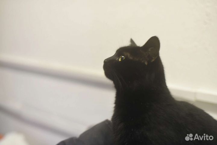 Брит ждет своего человека