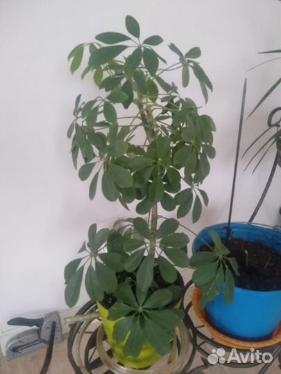 Фикус, шефлера, драцена, замиокулькас
