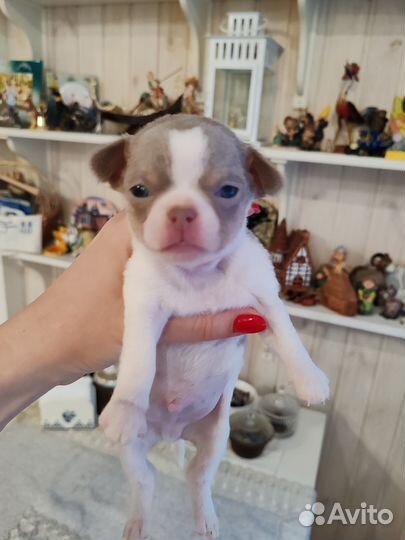 Бело-лиловое чудо