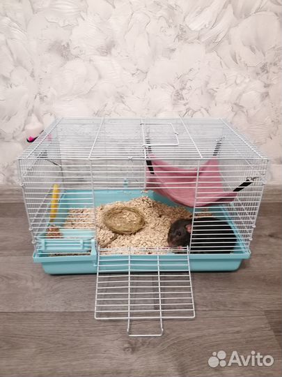 Крыса дамбо