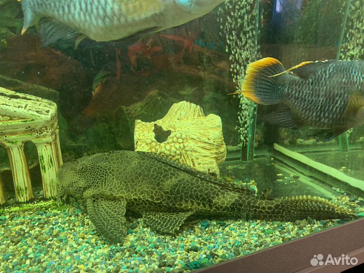 Сомики Птеригоплихт