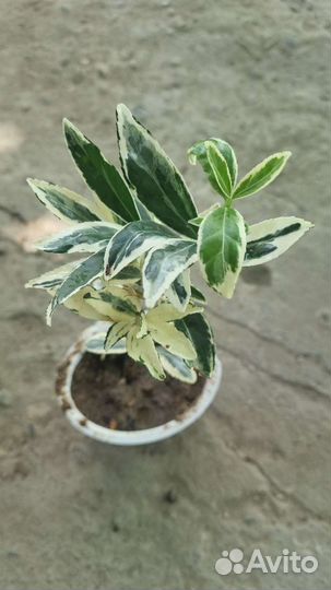 Берисклет форчуна японский