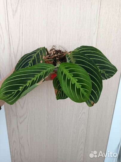 Маранта Лемон лайм, фентези