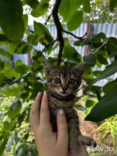 Котята