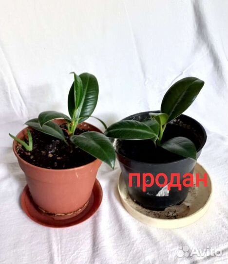 Фикус каучуковый