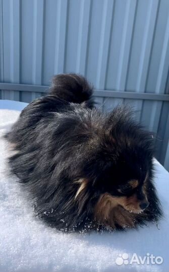 Щенки шпица