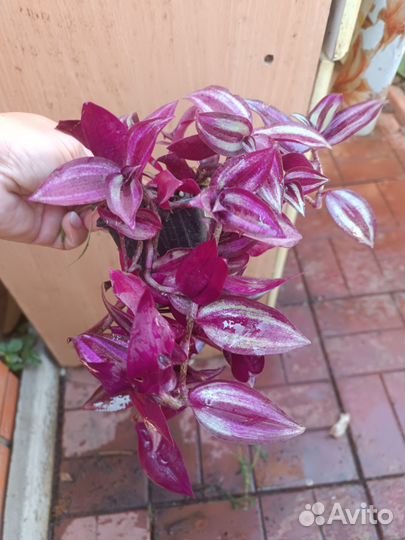 Традесканция