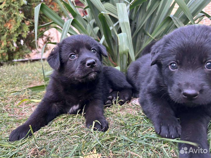 Щенки лабрадора черные